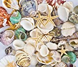 Decorative sea shells